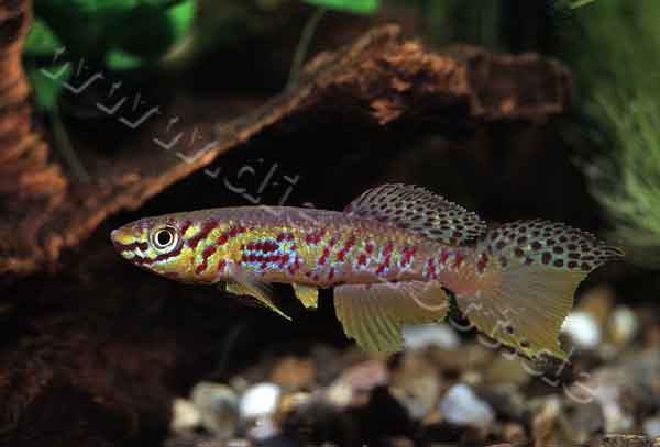 Männchen von Fundulopanchax fallax CI97