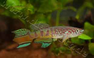 Fundulopanchax sjoestedti