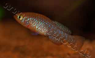 Nothobranchius rostenstocki