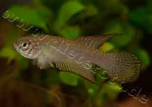 Nematolebias whitei