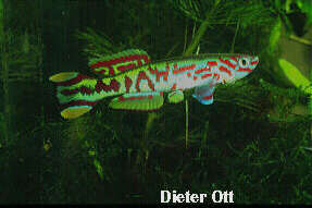 Männchen von Fundulopanchax spoorenbergi